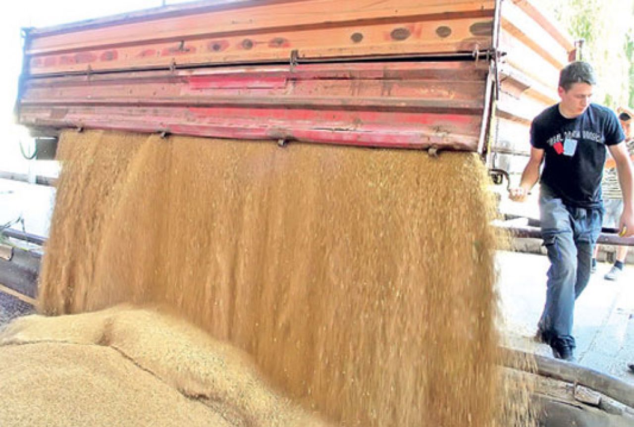 Bavrka: Federalna direkcija robnih rezervi planira nabaviti 30.000 tona pšenice