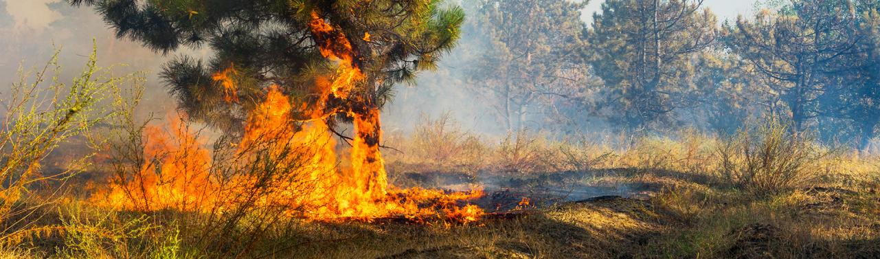 Ova godina rekordna po najvećoj globalnoj emisiji ugljika nastaloj uslijed požara