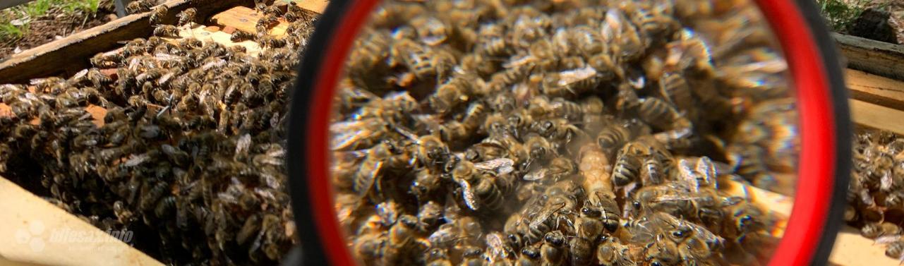 Pčele u Zagrebu zuje 'protuzakonito'