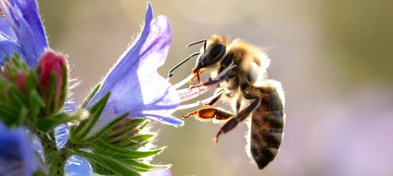 Svjetski dan pčela, 20. svibanj, nova je prilika da se ukaže na njihov značaj