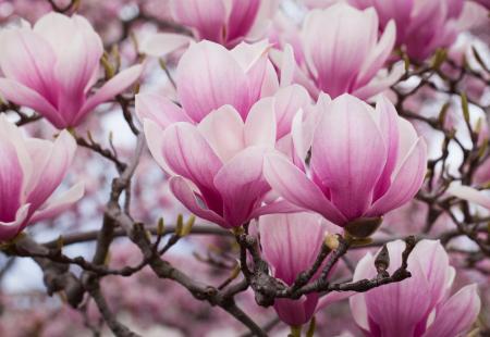 https://storage.bljesak.info/article/385162/450x310/magnolija-cvijet.jpg