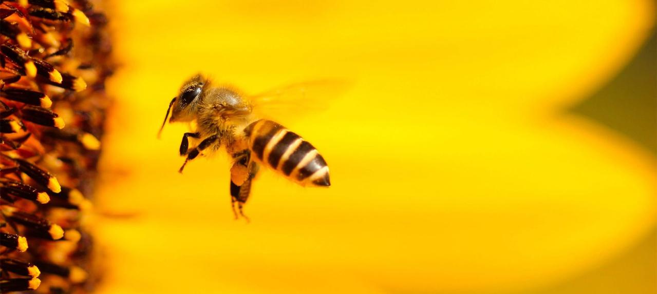 Med  je glavni sastojak pčelinjih apoteka