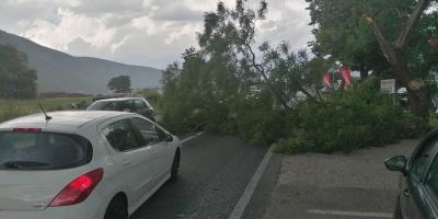Mostar - M17: Na vozilo pala grana