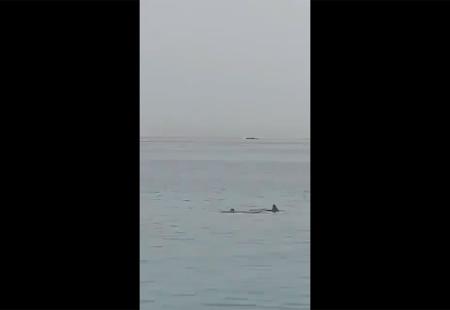 VIDEO | Morski pas usmrtio kupača