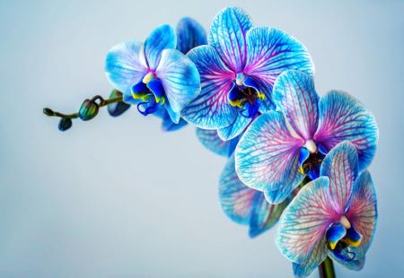 https://storage.bljesak.info/article/450411/450x310/orhideja-cvijet.jpg