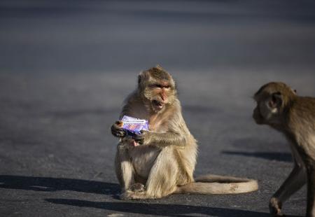 https://storage.bljesak.info/article/450452/450x310/Festival-majmuna-Tajland7.jpg