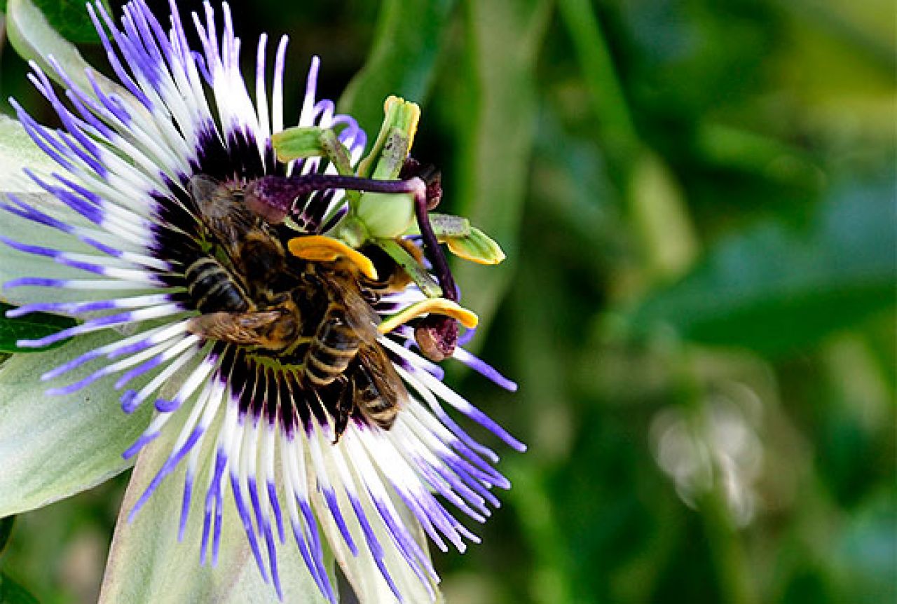 Udruga pčelara 'Matica' Mostar organizira stručni skup na temu 'Bolesti pčela'
