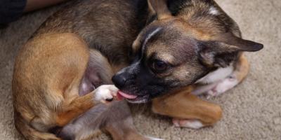 Zašto psi ližu svoje šape? Veterinarka objašnjava što stoji iza toga