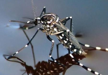 Novo upozorenje na širenje bolesti koje prenose komarci