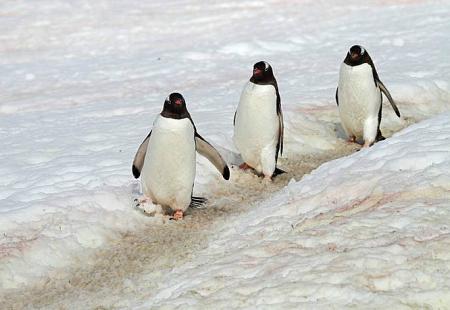 Do kraja stoljeća izumrijet će carski pingvini