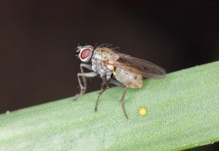 Spriječite pojavu lukove muhe: Napada nerazvijene biljke