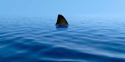 Ulovljen morski pas u Neumu; Jedna od najopasniji vrsta