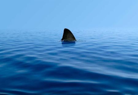 Ulovljen morski pas u Neumu; Jedna od najopasnijih vrsta