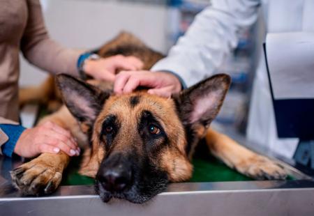 Lišmanioza – opasna pseća bolest u Mostaru