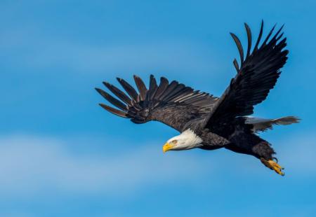 Znanost otkriva: Koliko visoko ptice mogu letjeti? 