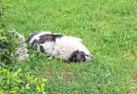 Novi slučaj trovanja pasa u Mostaru