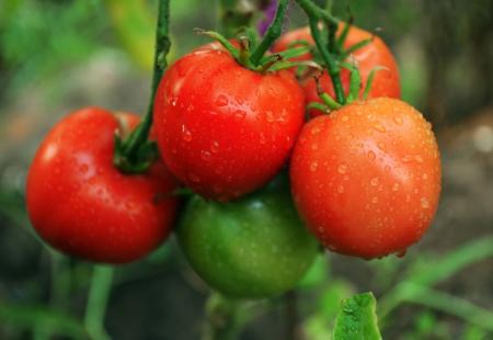 6 jednostavnih savjeta da povećate prinos rajčice uz minimalan napor