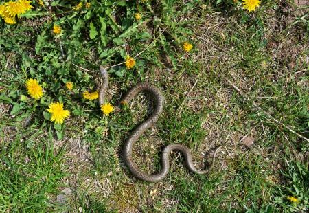 Stvari koje privlače zmije u vaše dvorište 