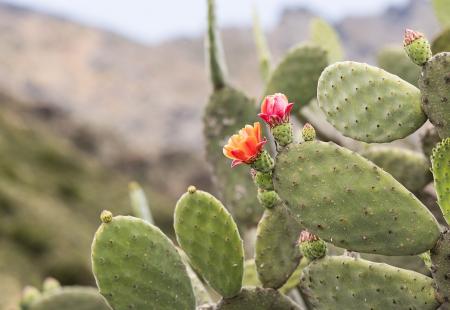 https://storage.bljesak.info/article/458189/450x310/cactus-sukulento.jpg