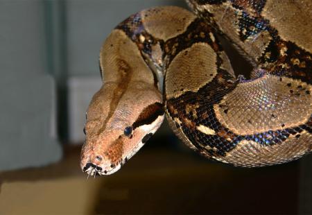 https://storage.bljesak.info/article/470519/450x310/boa-constrictor.jpg