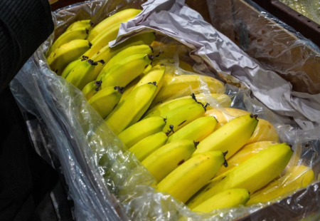 https://storage.bljesak.info/article/472124/450x310/banane-u-paketu.png