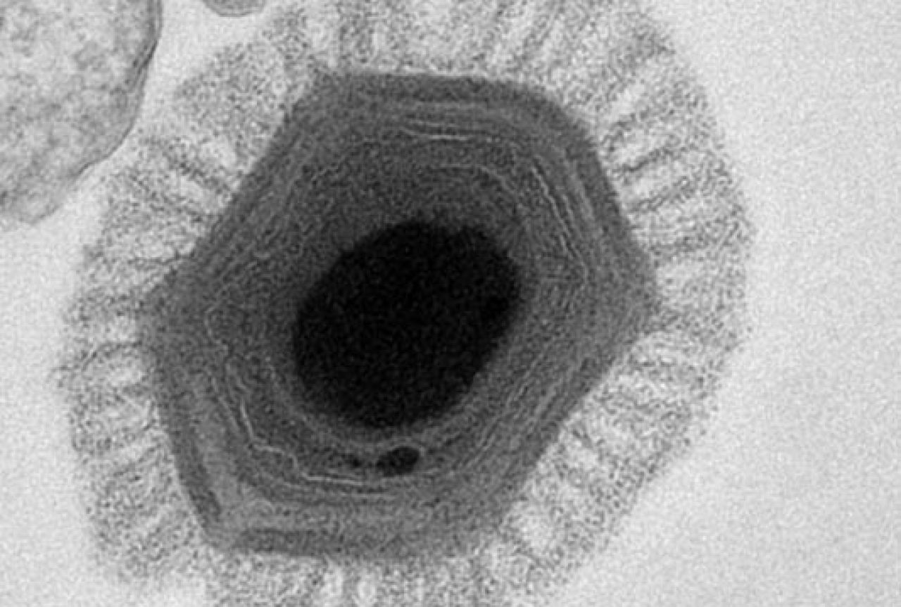 Otkriven najveći virus u povijesti čovječanstva