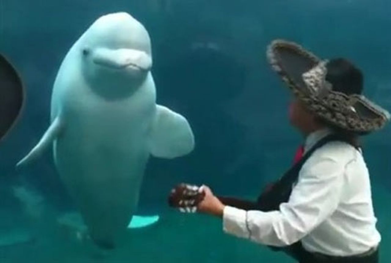 Serenada za bijelog kita