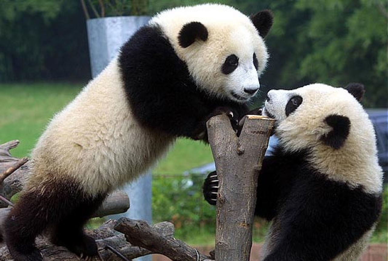 Панда лось. Сычуань резерваты Панда. Две панды. Панда в зоопарке. Панды обнимаются.