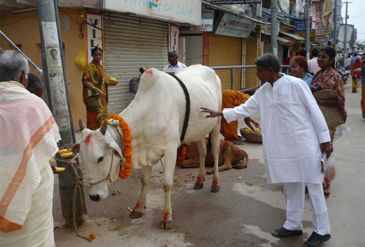Pije kravlji urin više od deset godina i tvrdi da ima izvanredno zdravlje