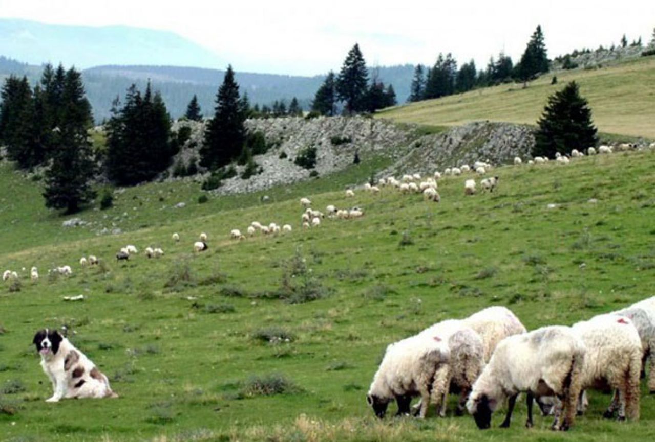 Uzgajivači ovaca i koza razočarani 'podrškom' Federalnih vlasti