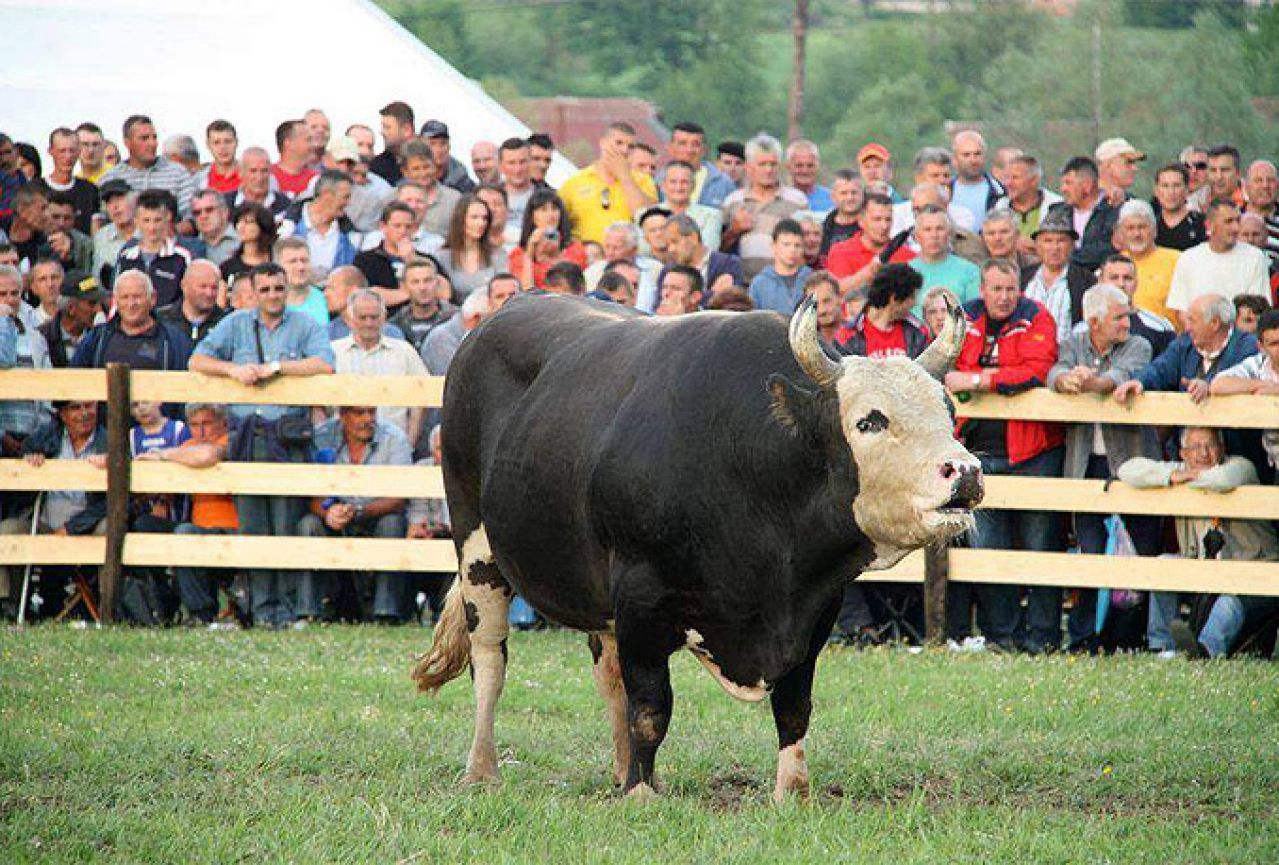 Pogledajte najbolje bikove u BiH za 2013. godinu