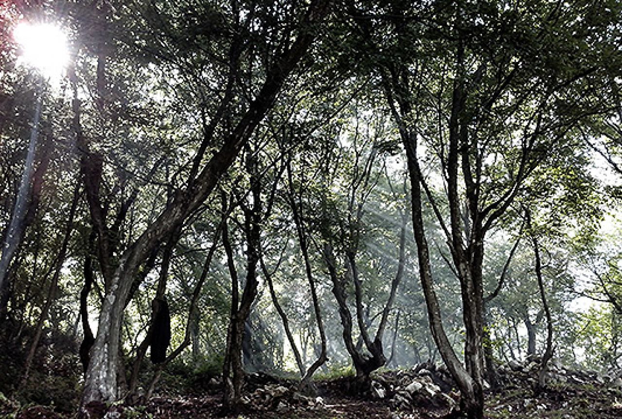 Šumarija Kupres izradila elaborat o šumama visoke zaštitne vrijednosti