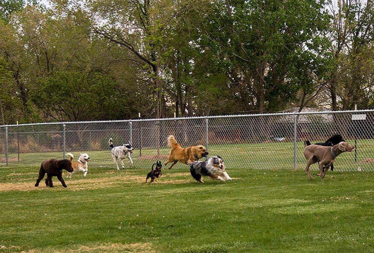 The dog likes the park. Площадка для собак. Парк для собак. Площадка для выгула собак. Питомник собак.