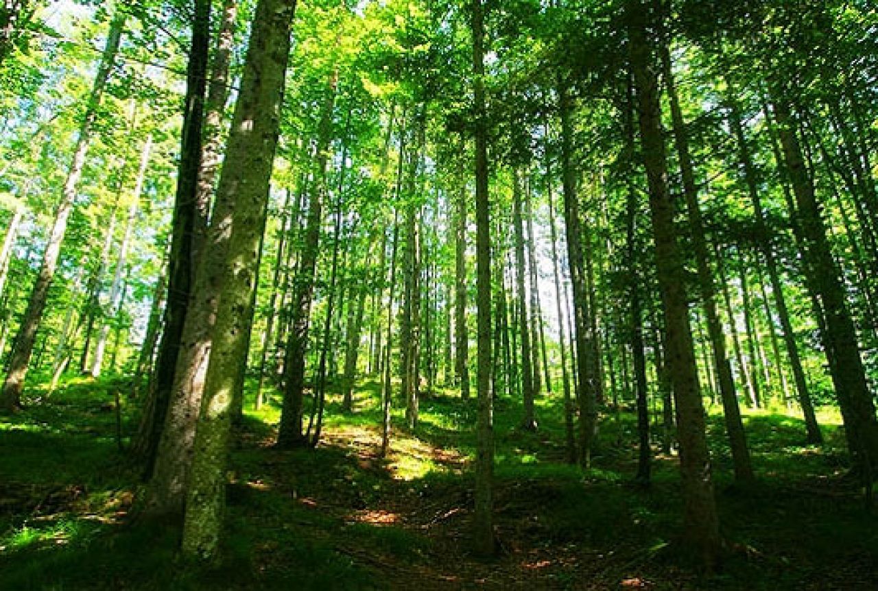 Kada će biti donesen Nacrt zakona o šumama? 