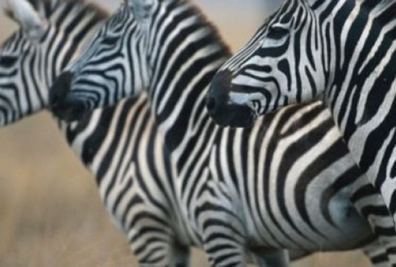 Otkriveno zašto su zebre crno-bijele