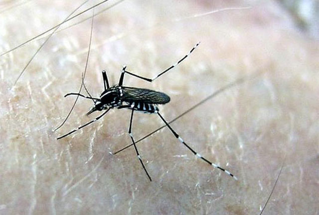 Neviđena najezda komaraca očekuje se krajem travnja?