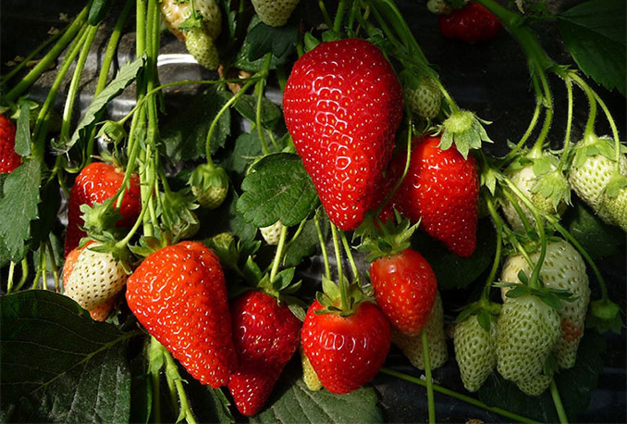 Ministarstvo uputilo preporuku proizvođačima jagoda u HNŽ-u