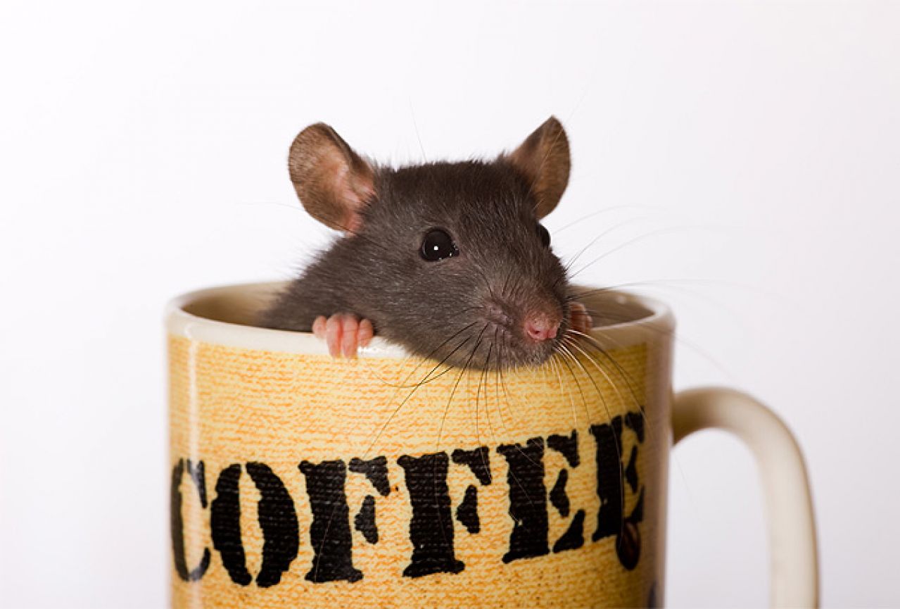 Zbog kofeina se ponašamo poput laboratorijskih štakora