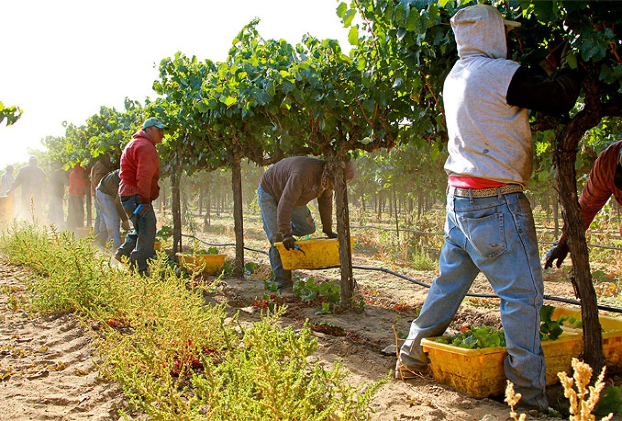 Upozorenje vinogradarima HNŽ-a: Zaštite vinograde od plamenjače