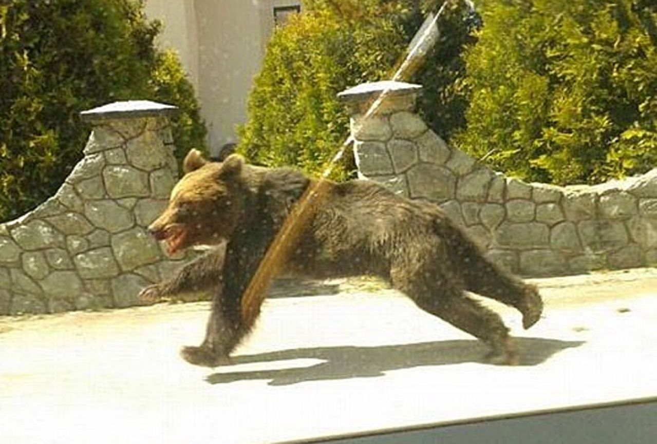 Medvjed u šetnji Kupresom
