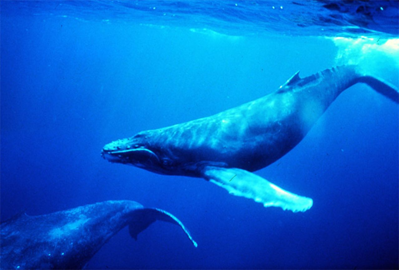 Grbavi kitovi se množe i uskoro bi mogli prestati biti ugroženi