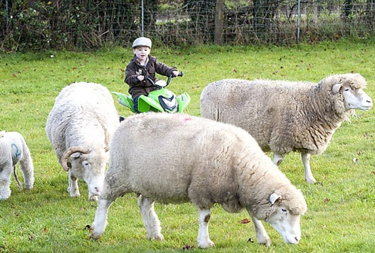 Strojarski inžinjer uzgaja ovce i koze