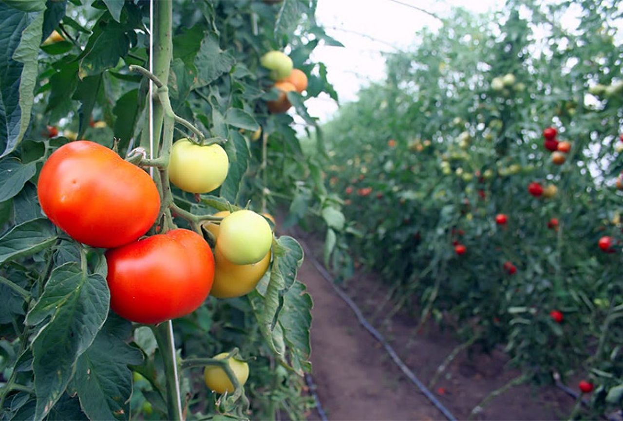 Mostar: Povećan broj slučajeva trovanja rajčicom