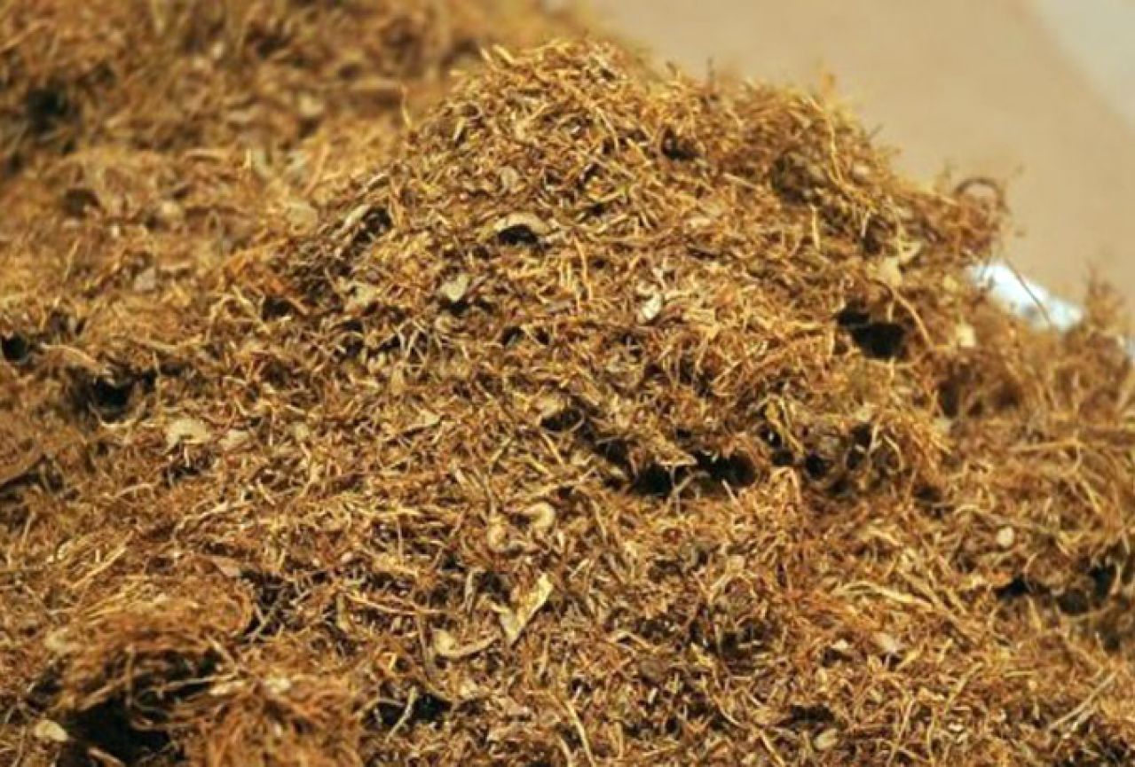 Propala većina od 3,5 milijuna stabljika duhana koje su posađene