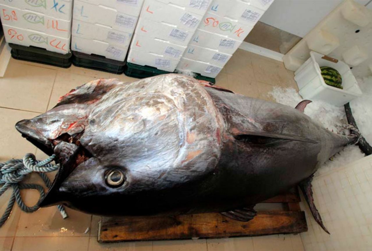 U Rovinju ulovljena tuna od 260 kilograma 