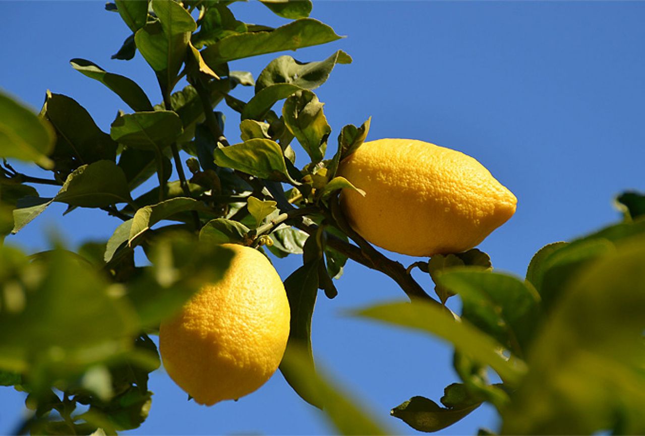 Mostarski trgovci kilogram limuna prodaju po 7 KM