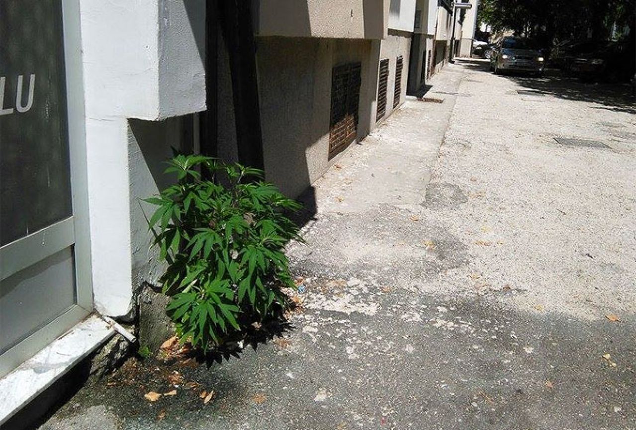 Marihuana se širi mostarskim ulicama