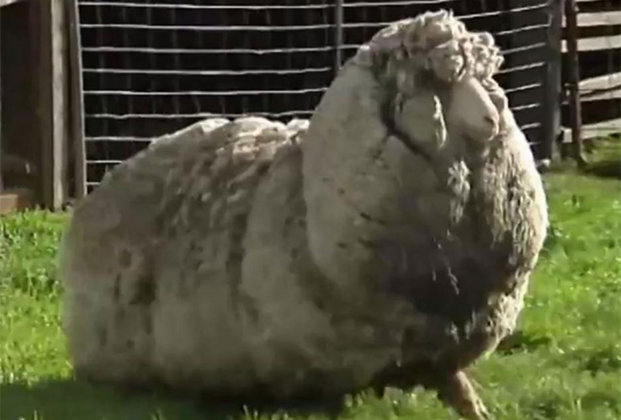 S ovce ošišali nevjerojatnih 20 kilograma vune