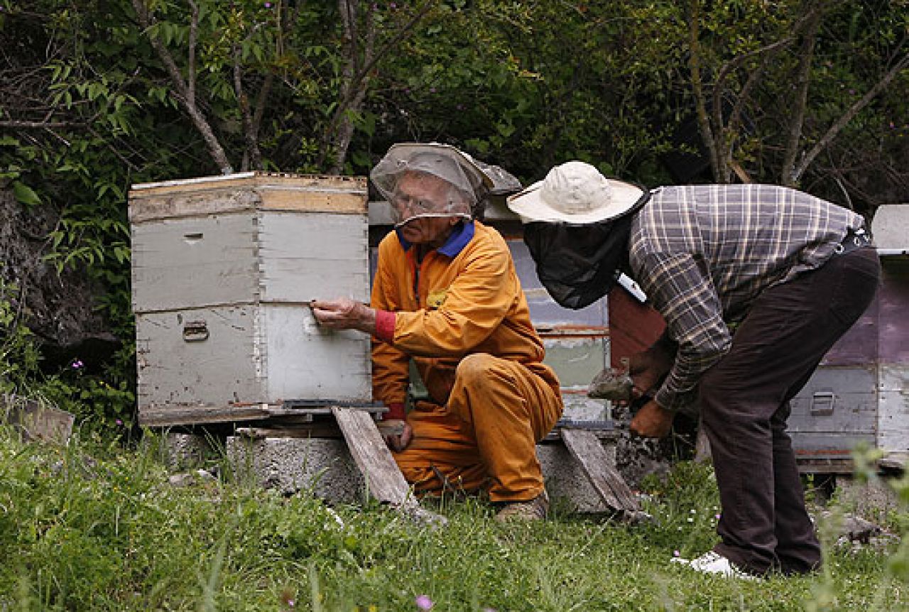 U BiH evidentirano 393.000 košnica i preko 10.000 pčelara