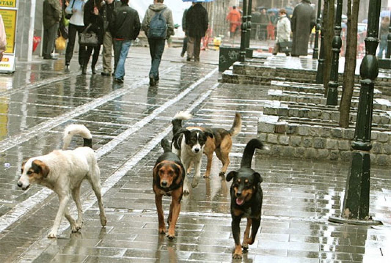 Sarajevo: Ženu izgrizli psi lutalice